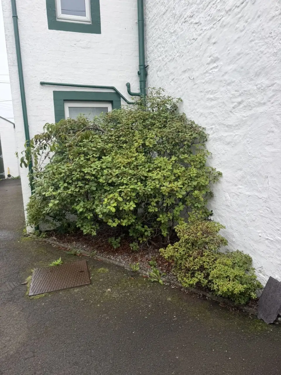 Overgrown shrub spilling across the path before clearance in Lochmaben